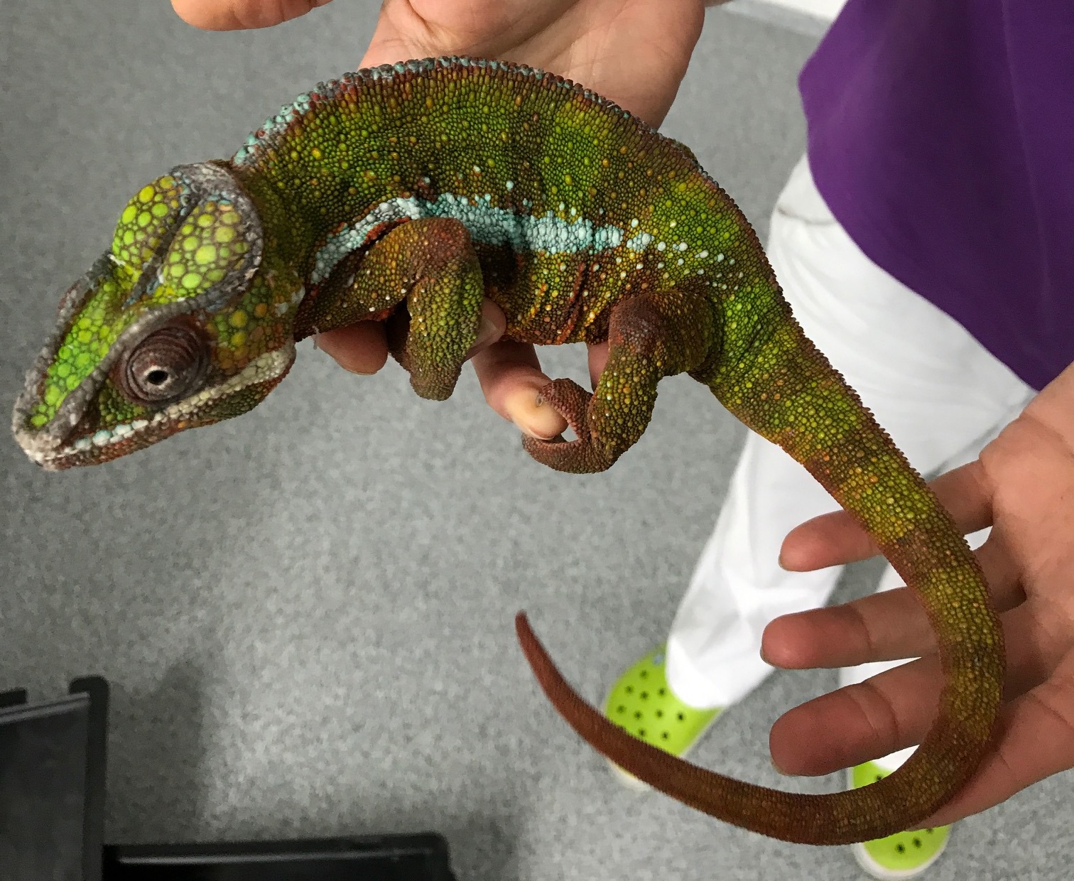 Update: Exotisches Tier ausgesetzt - der Tierhalter wurde gefunden MIMIKAMA