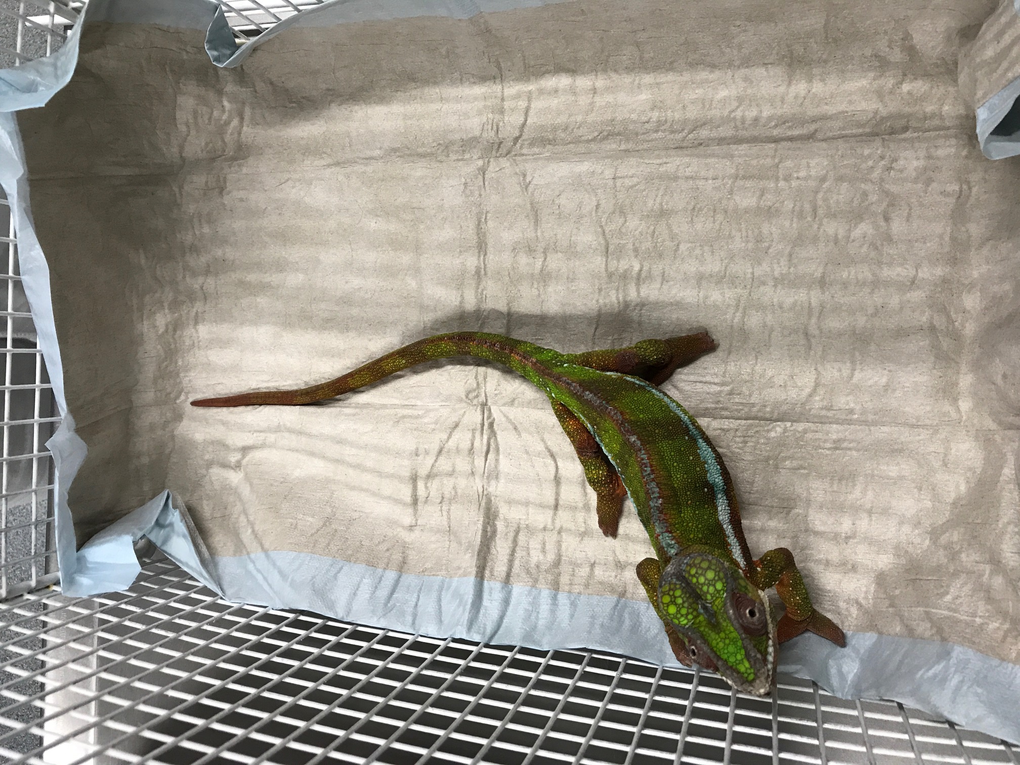 Update: Exotisches Tier ausgesetzt - der Tierhalter wurde gefunden MIMIKAMA