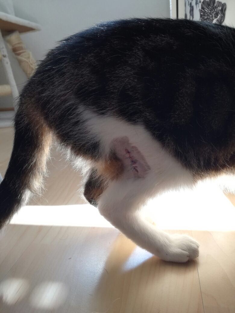 Katze angeschossen MIMIKAMA