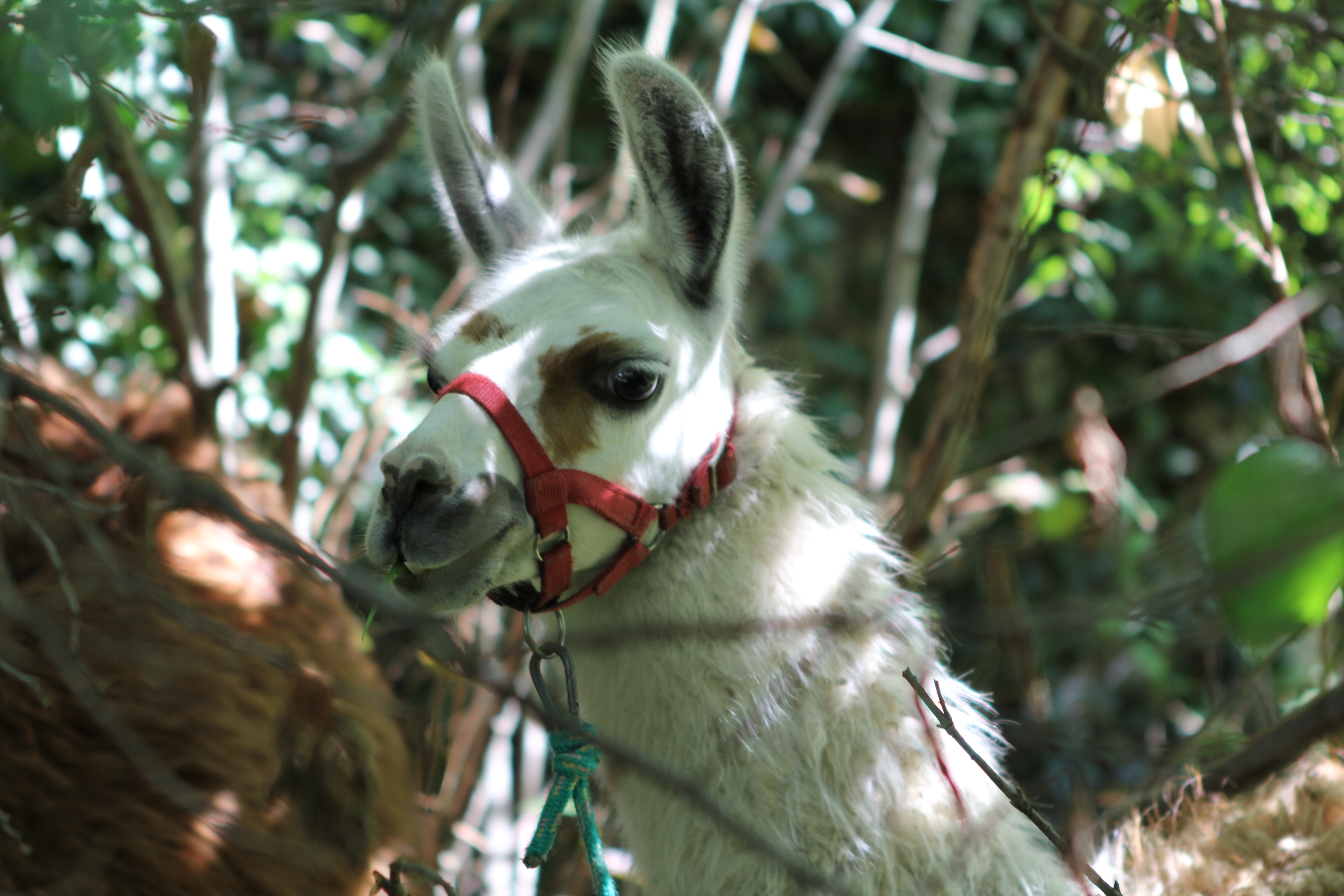 Drei Lamas auf Abwegen MIMIKAMA