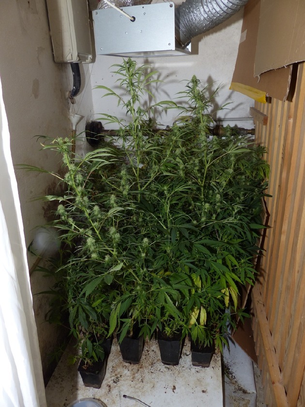 POL-FR: Lottstetten. Polizei findet Cannabispflanzen