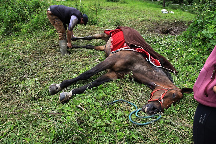 FW-E: Pferd in Bachlauf gestÃ¼rzt, ZugÃ¤nglichkeit zum GelÃ¤nde nur schwer mÃ¶glich