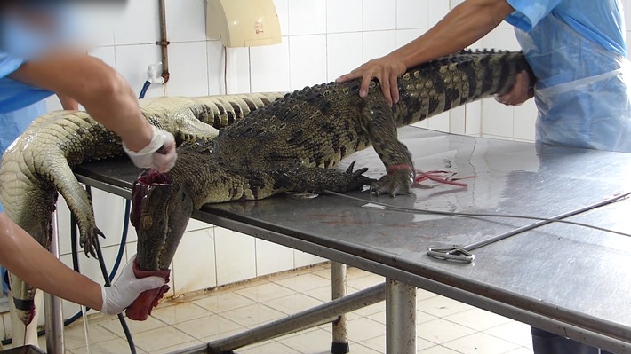 Krokodile für &#039;Luxustaschen&#039; in Betongruben gepfercht und lebendig aufgeschnitten / PETA enthüllt grausamste Bedingungen auf vietnamesischen Krokodilfarmen / Luxusmarken als mutmaßliche Abnehmer 