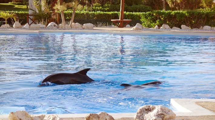 Im Urlaub kein Tierleid unterstützen: Delfinarien meiden 