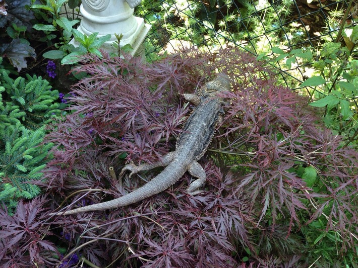 POL-DA: Dieburg: Polizei fängt kleinen Drachen / Exotischer Besuch im Garten