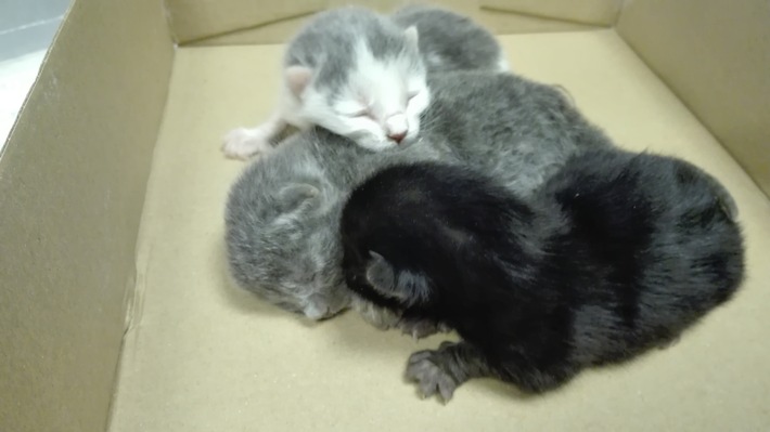 POL-FR: Freiburg - Altstadt: Wenige Tage alte Kätzchen aufgefunden