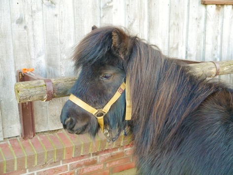 POL-FL: Glücksburg: Shetlandpony gestohlen