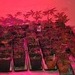 POL-NI: Indoorplantage ausgehoben