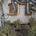 POL-F: 150709 - 517 Eckenheim: Indoor-Plantage gefunden