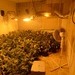 POL-NI: Professionelle Indoorplantage in Eystrup entdeckt