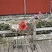 POL-FL: Flensburg - Donnerstagmorgen: Tauchaktion am Museumshafen, Schrott & Stehlgut an Land