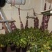 POL-NI: Professionelle Indoorplantage in Eystrup entdeckt