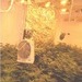 POL-H: Garbsen: Polizei hebt Cannabis-Großplantage aus