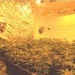 POL-H: Garbsen: Polizei hebt Cannabis-Großplantage aus