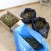 POL-SE: Norderstedt   / Polizei entdeckt Marihuana-Plantage im Keller eines Reihenhauses