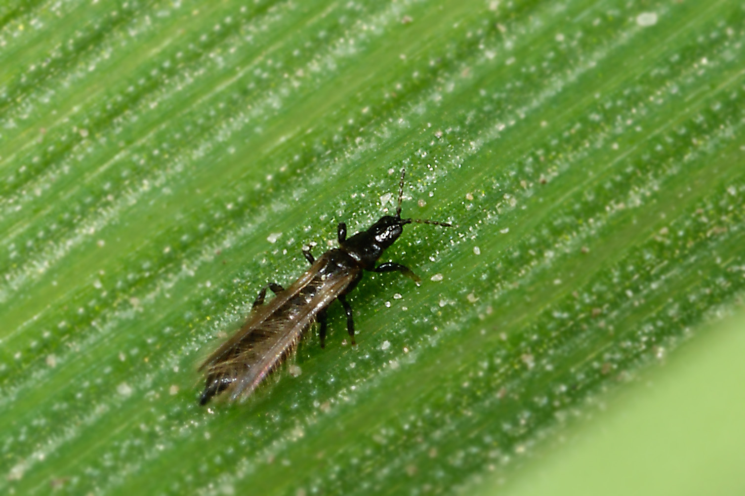 Fliegen wohnung in der schwarze kleine Kleine schwarze