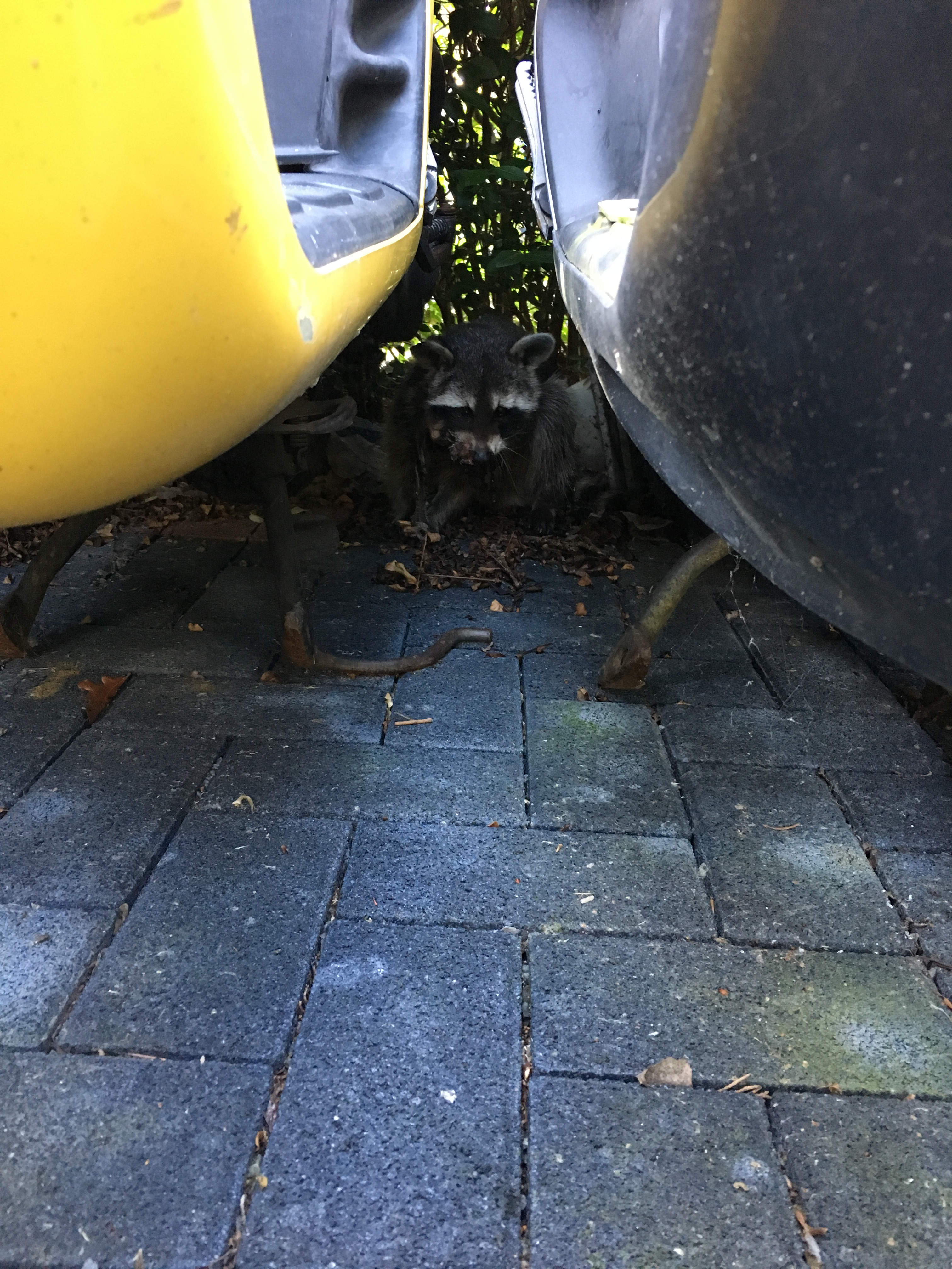 Verletzter Waschbär musste eingeschläfert werden - Feuerwehr unterstützte die Rettung
