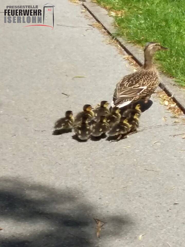 Rettung einer Enten- Großfamilie