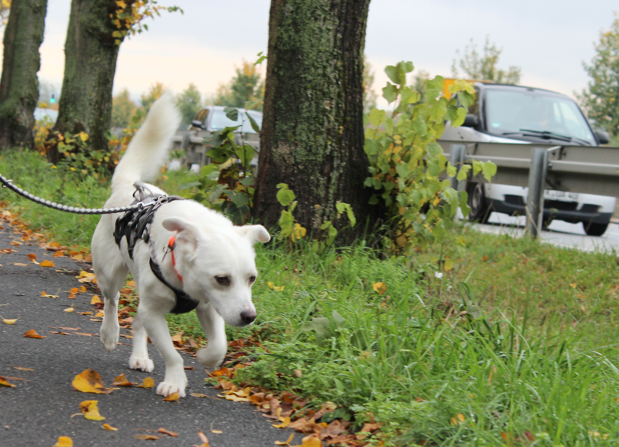 tasso pressemitteilung sicher ist sicher die haftpflichtversicherung ist ein muss presseportal