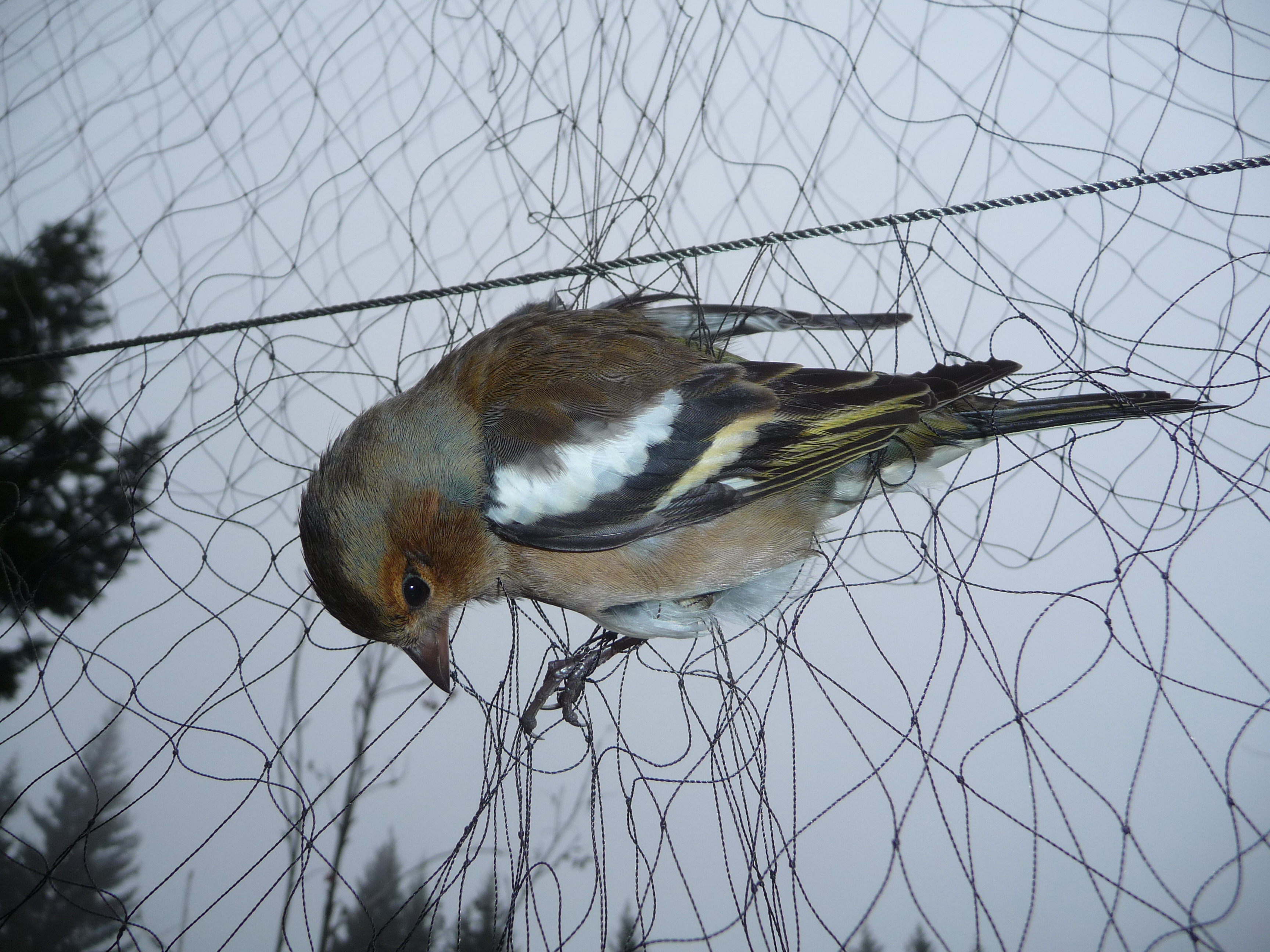 Trappole / Komitee gegen den Vogelmord e. V.