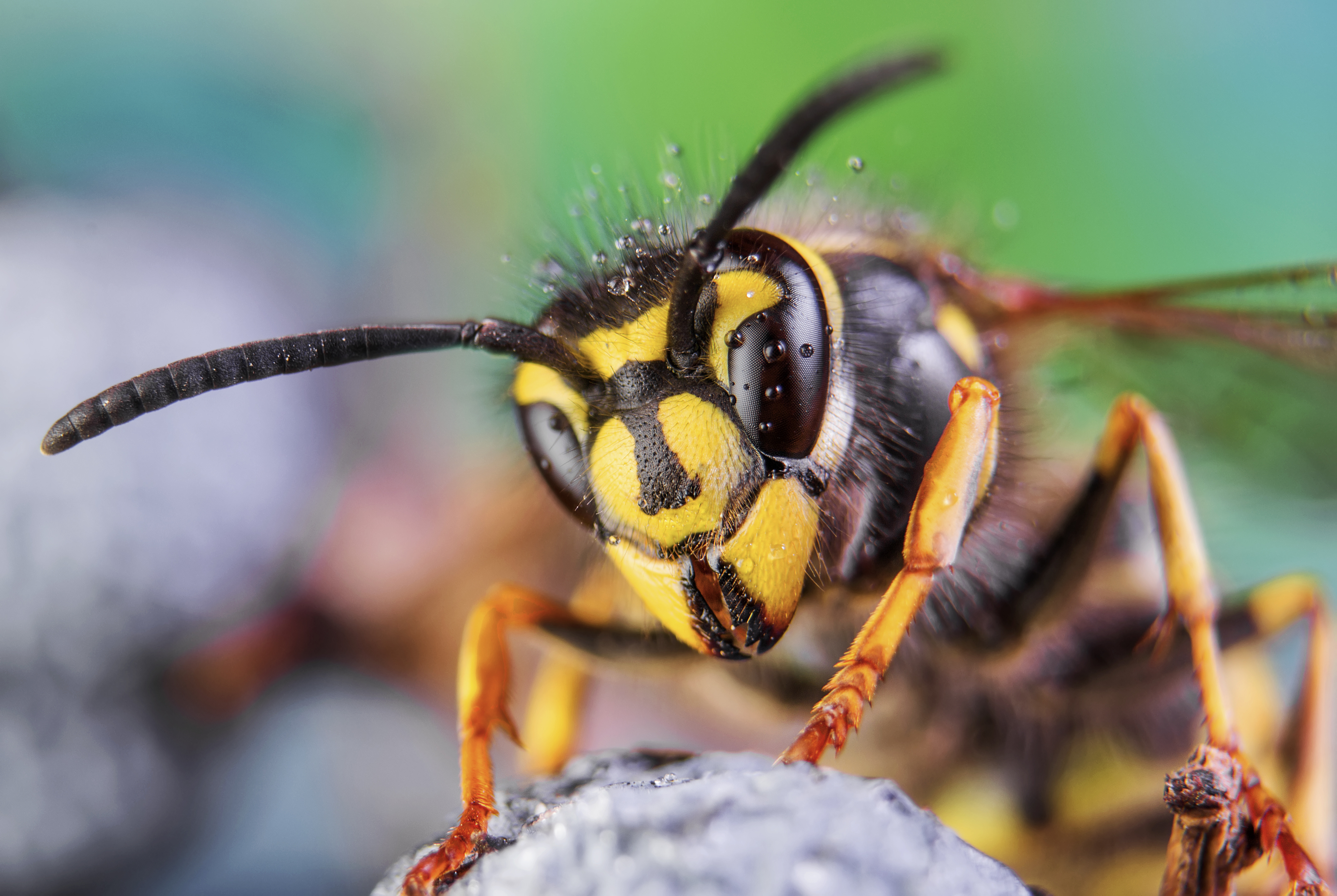 Warum habe ich angst vor bienen