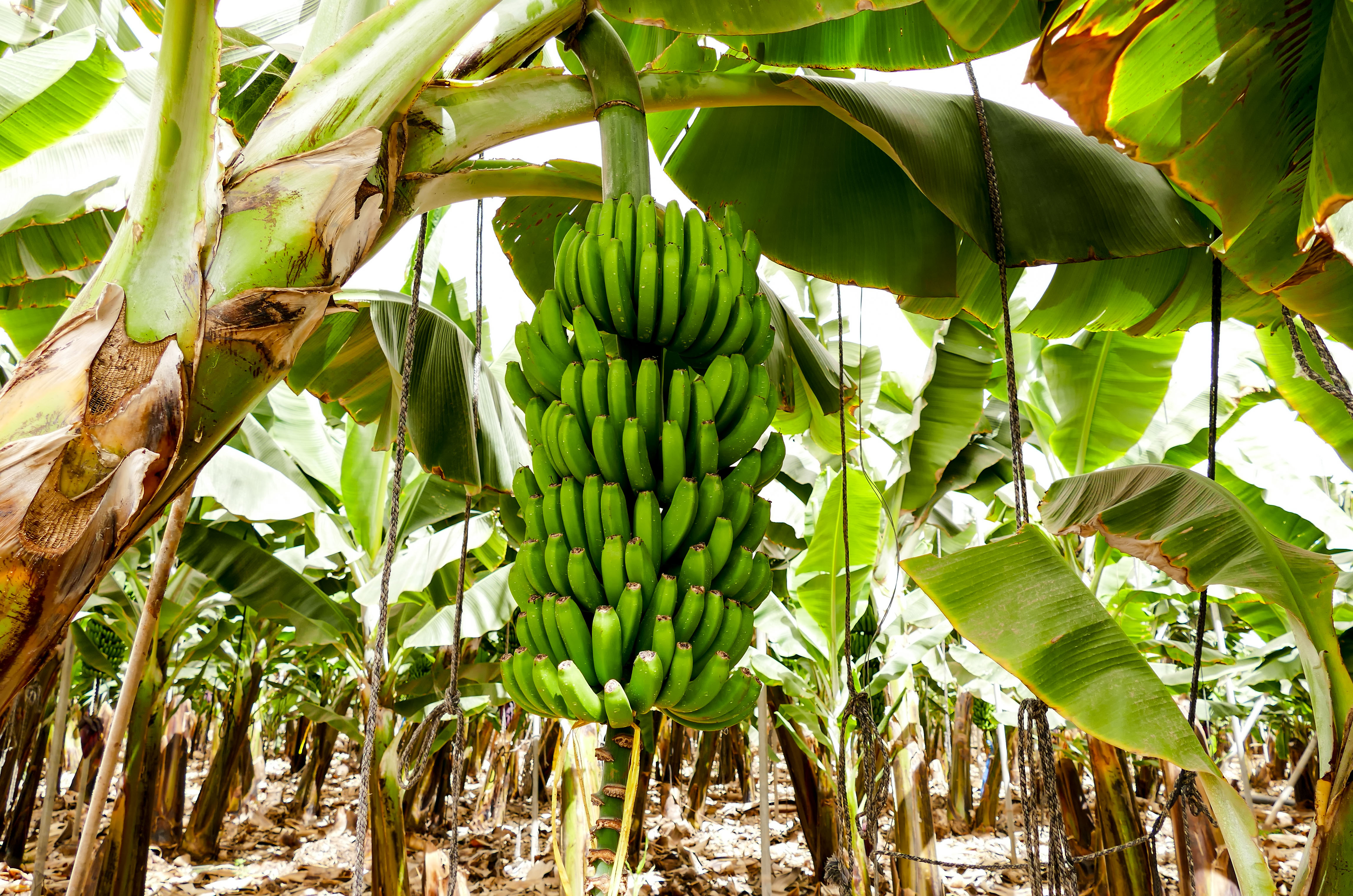 Lidl gewinnt den Deutschen Nachhaltigkeitspreis Produkte fr die "Living  Wage Banane" | Presseportal