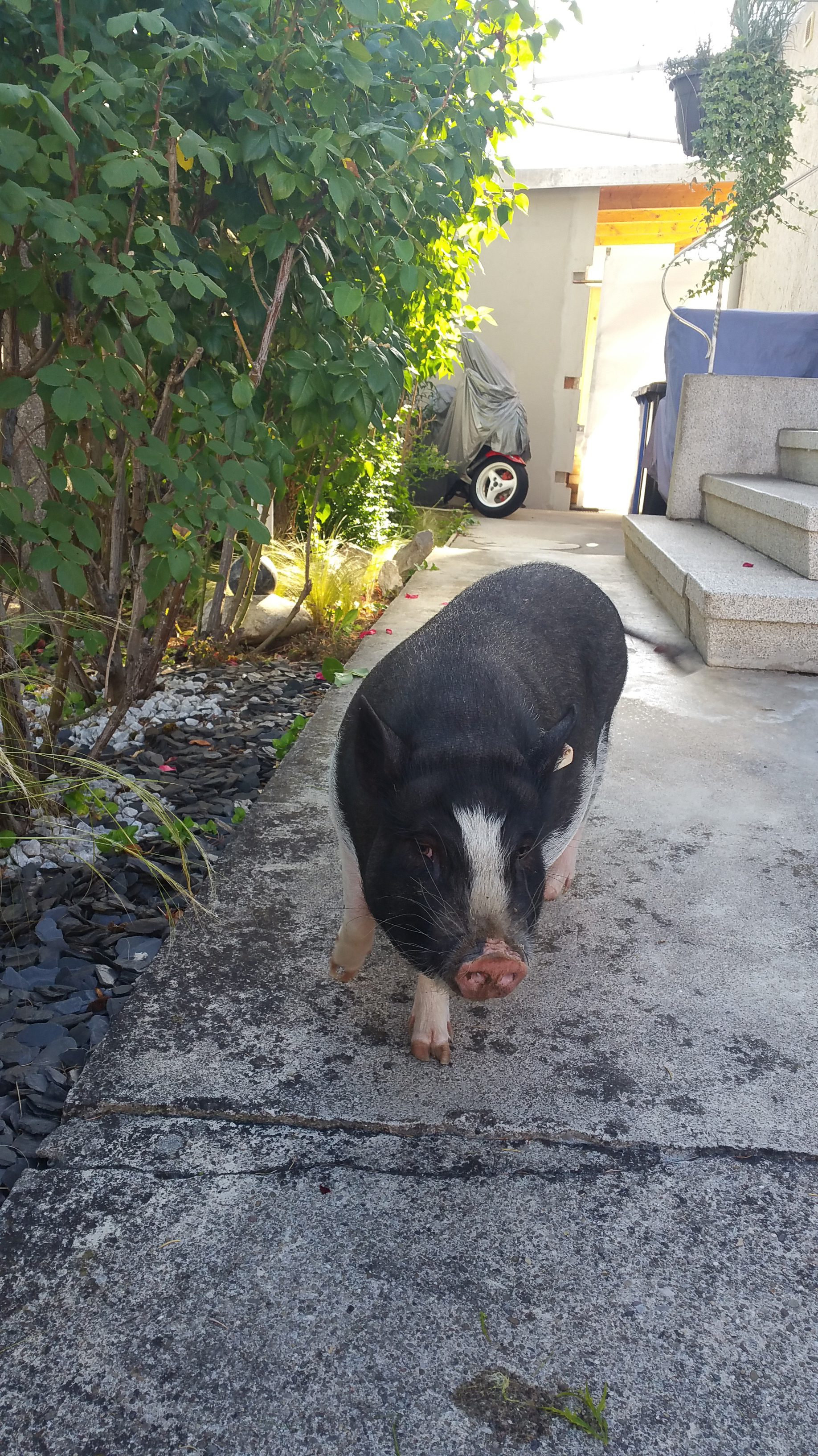 Hängebauchschwein auf Wanderschaft - trickreiche Einfangaktion