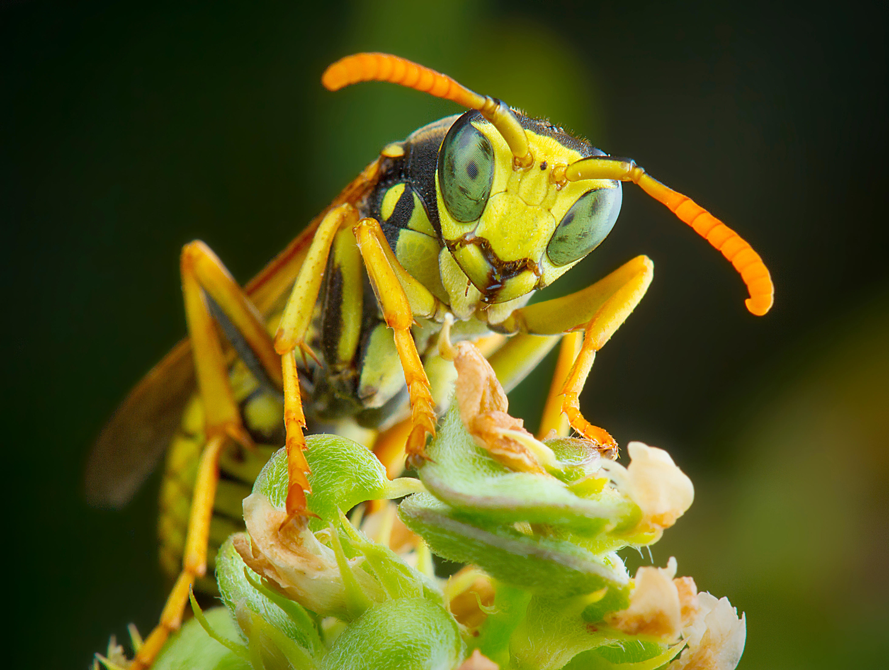 Sommer Sonne Wespennest Presseportal