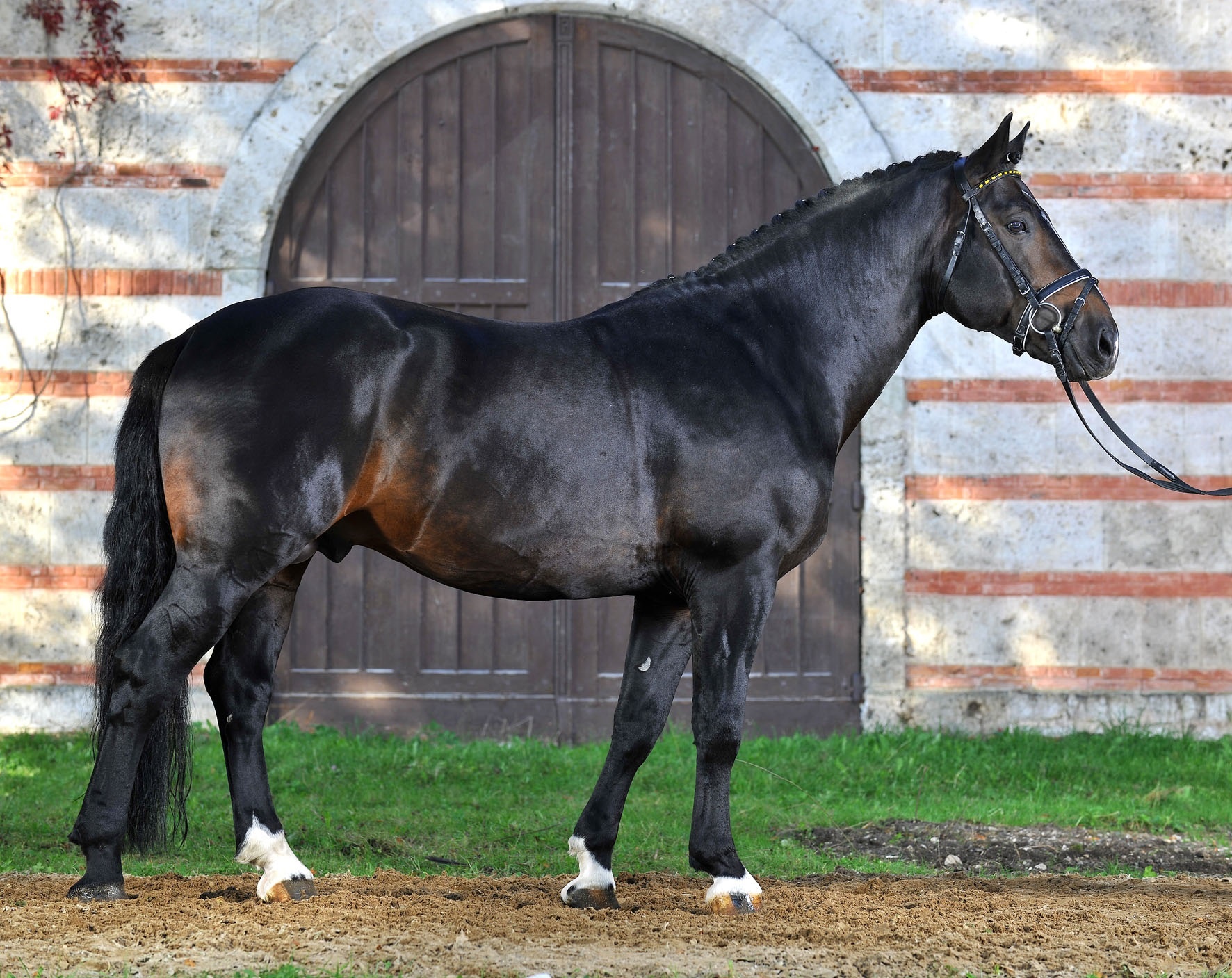 Altwürttemberger Pferd Preis