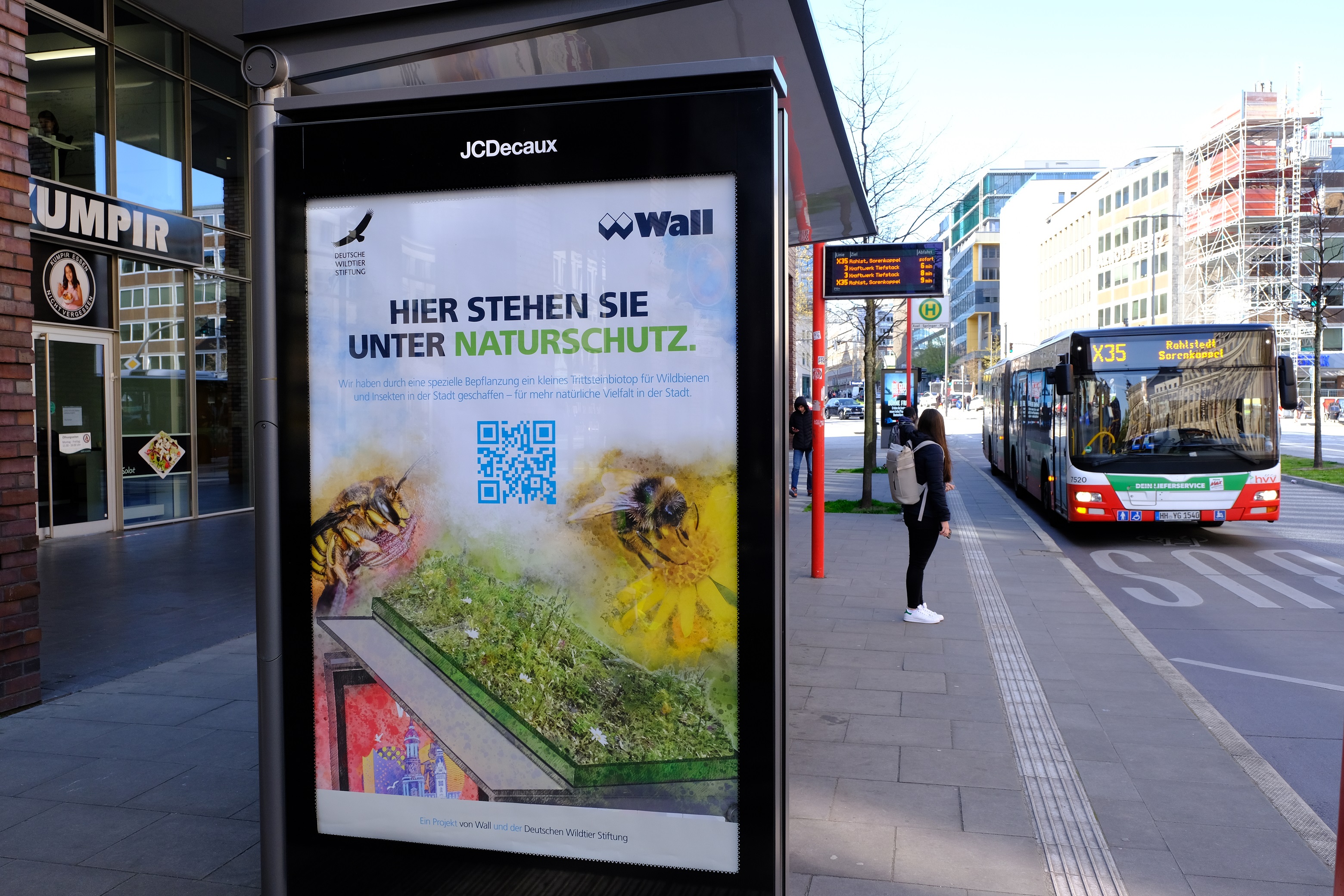 Seltene und bedrohte Wildbienenarten in der Hamburger Innenstadt  nachgewiesen: Wall