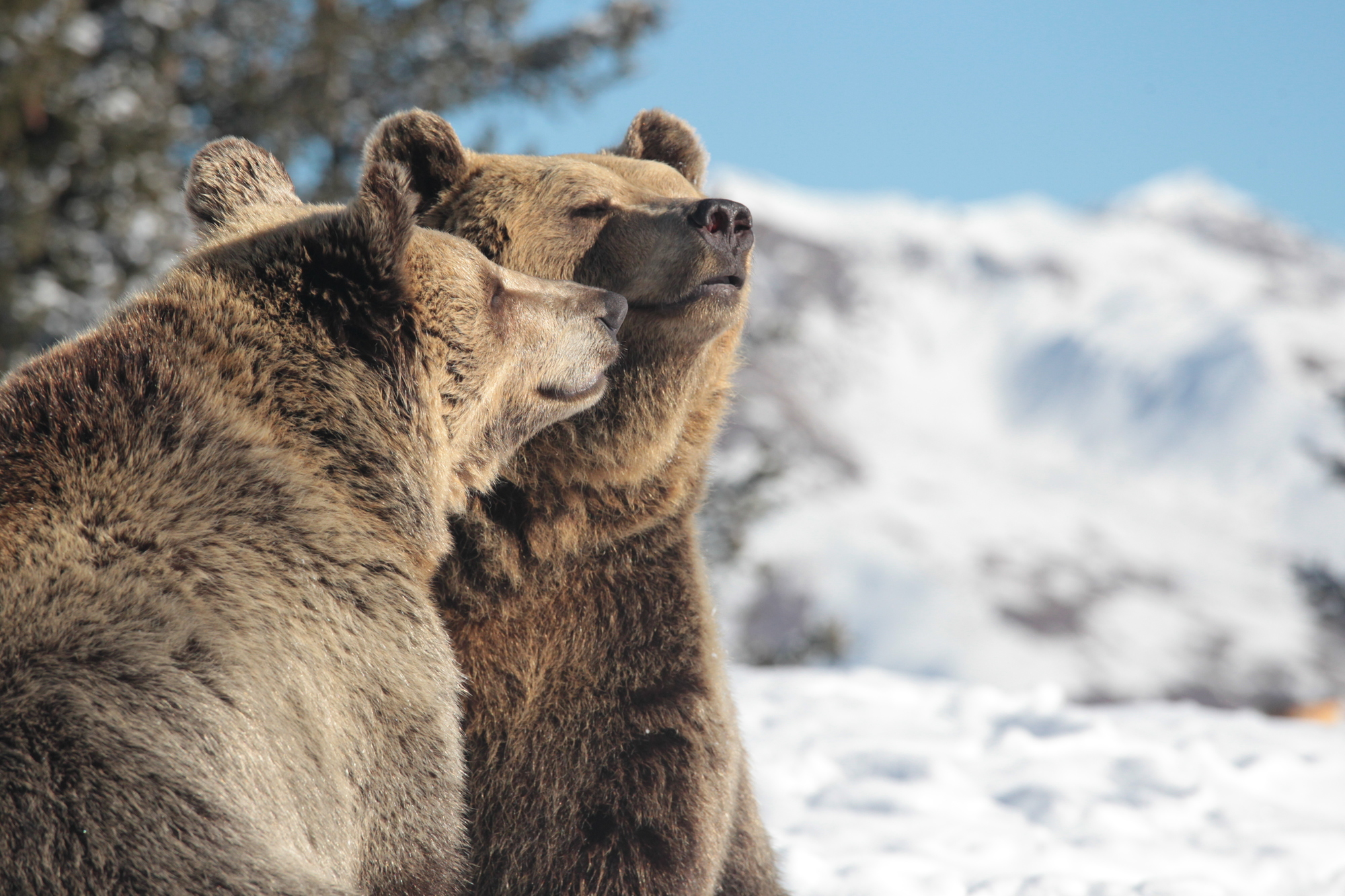 Ours brun: hivernation ou hibernation? - QUATRE PATTES en Suisse -  organisation de protection des animaux