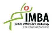 IMBA Institute of Molecular Biotechnology