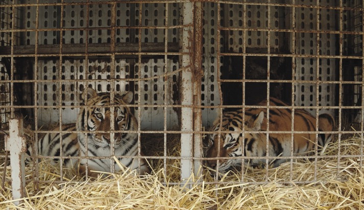 QUATRE PATTES sauve les derniers tigres de cirque de Slovaquie