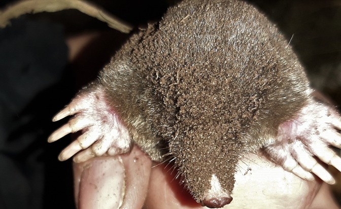 Les taupes, des alliées utiles dans le jardin
