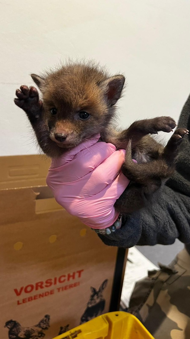 POL-D: Stockum - Fuchsbabys in Notlage - Tierischer Einsatz für die Polizei