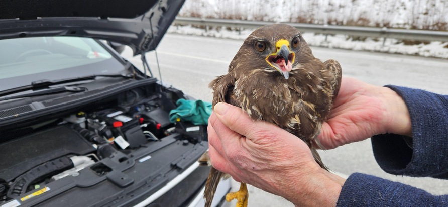 POL-RZ: Greifvogel &uuml;berlebt Verkehrsunfall