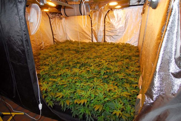 POL-CUX: Reichlich Ernte - Polizei beschlagnahmt mehrere Cannabis-Indoorplantagen (FOTOS)