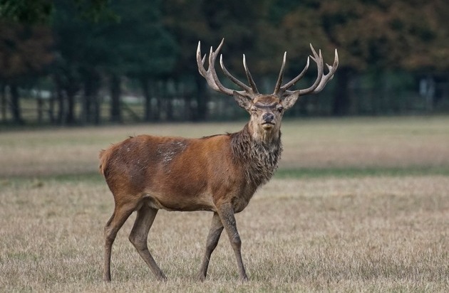 HUK-COBURG: Wildunfälle im Herbst - ein oft unterschätztes Risiko