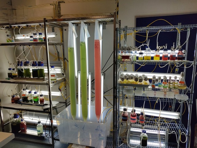 Hochschulprojekt „ALGROW“ erforscht nachhaltige Möglichkeiten der Mikroalgenproduktion