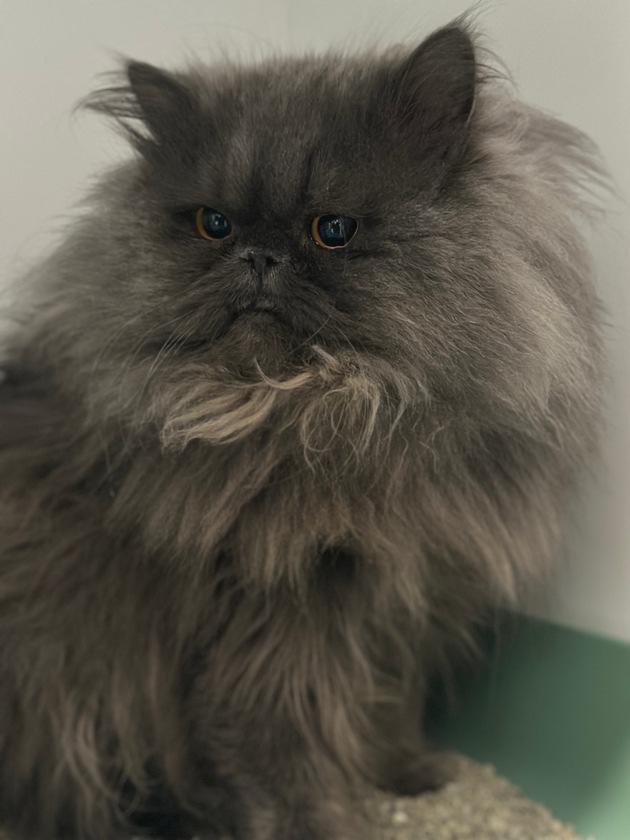 BPOL NRW: Aussetzung zweier Katzen am Bahnhof - Verursacher von Bundespolizei gestellt