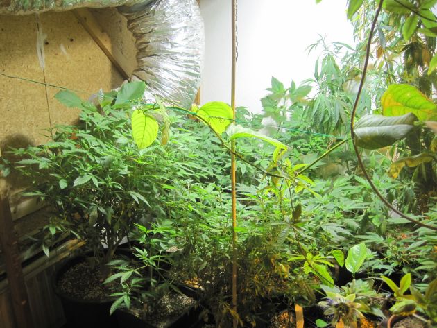 POL-GOE: (34/2014) Indoor-Hanfplantage in Göttingen - Polizei beschlagnahmt rund 630 Pflanzen und 5,6 Kilogramm Marihuana