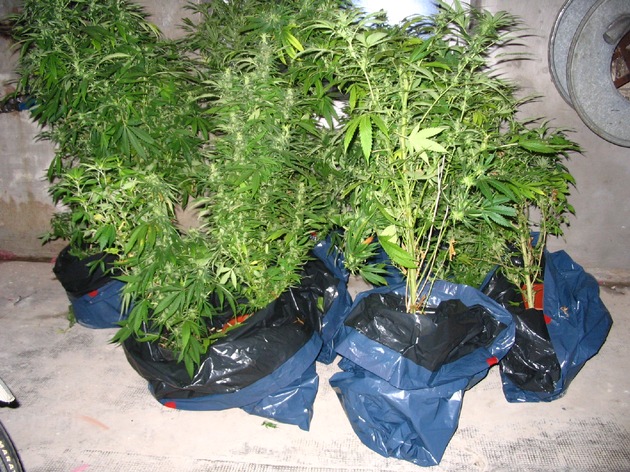 POL-STH: Cannabispflanzen nach Brand sichergestellt