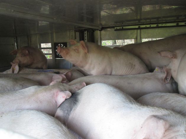 POL-WL: Autobahnpolizei stoppt überladenen Schweinetransport