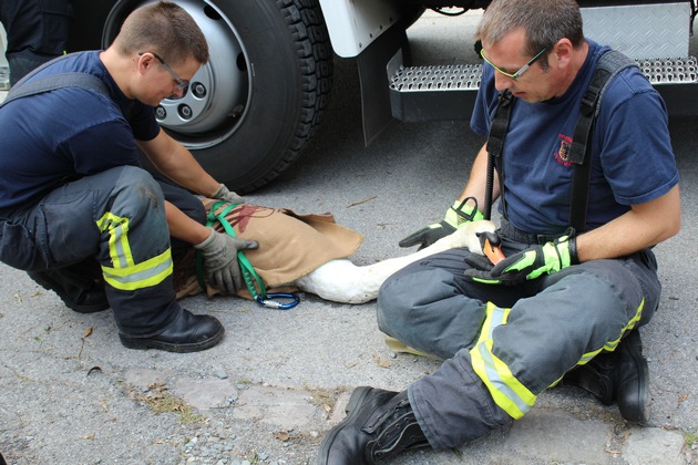 FW-DO: Hilflos auf der Ruhr treibender Schwan durch die Feuerwehrgerettet