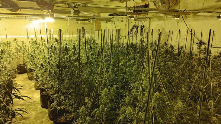 POL-ME: Illegale Cannabisplantage in ehemaligem Hotel entdeckt - Polizei stellt circa 1.500 Pflanzen sicher - Mettmann - 2111037