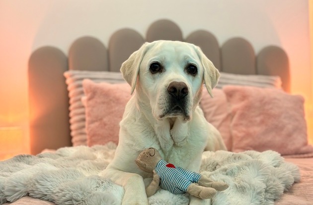 Z&uuml;ripets GmbH: Haustiere statt Kinder? Warum Premium-Hundebetreuung zunehmend zum Gesellschaftstrend wird - und wie Z&uuml;ripets&reg; in Z&uuml;rich Hospitality-Standards auf die Betreuung von Hunden &uuml;bertr&auml;gt.
