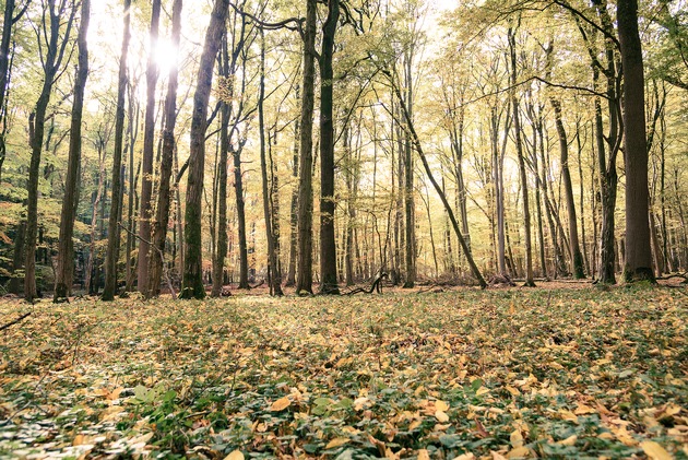 Bergwaldprojekt e.V. - Waldbaden startet wieder ab Juli