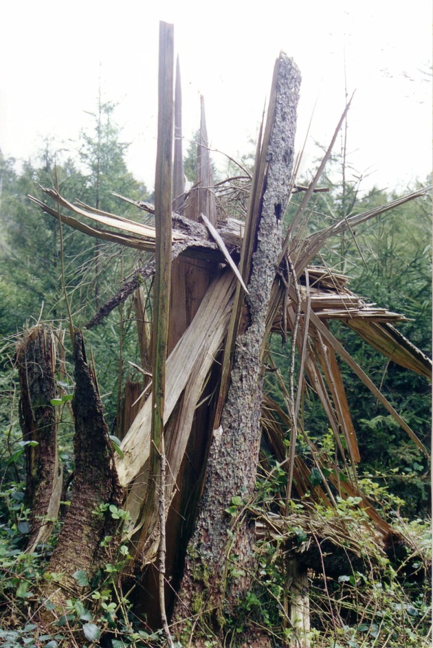 ASF: La forêt suisse amputée