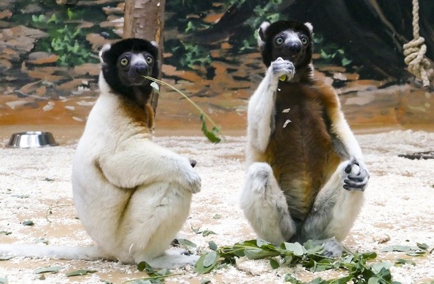 Verband der Zoologischen Gärten (VdZ): Tierarten vor dem Aussterben bewahren / Verband der Zoologischen Gärten ruft zum World Wildlife Day zu gemeinsamer Kraftanstrengung auf