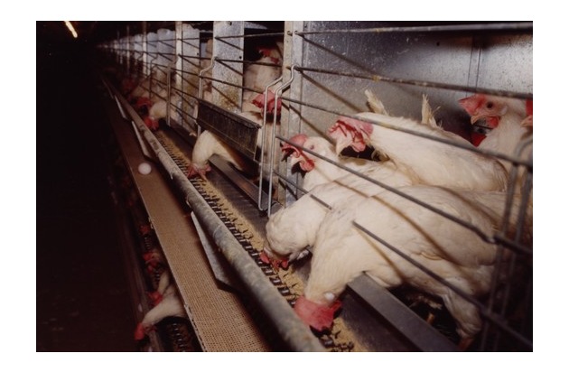 Jane Goodall appelle l&#039;UE à mettre fin à l’élevage en batterie